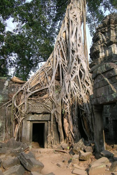 Temple door under the roots of a tree