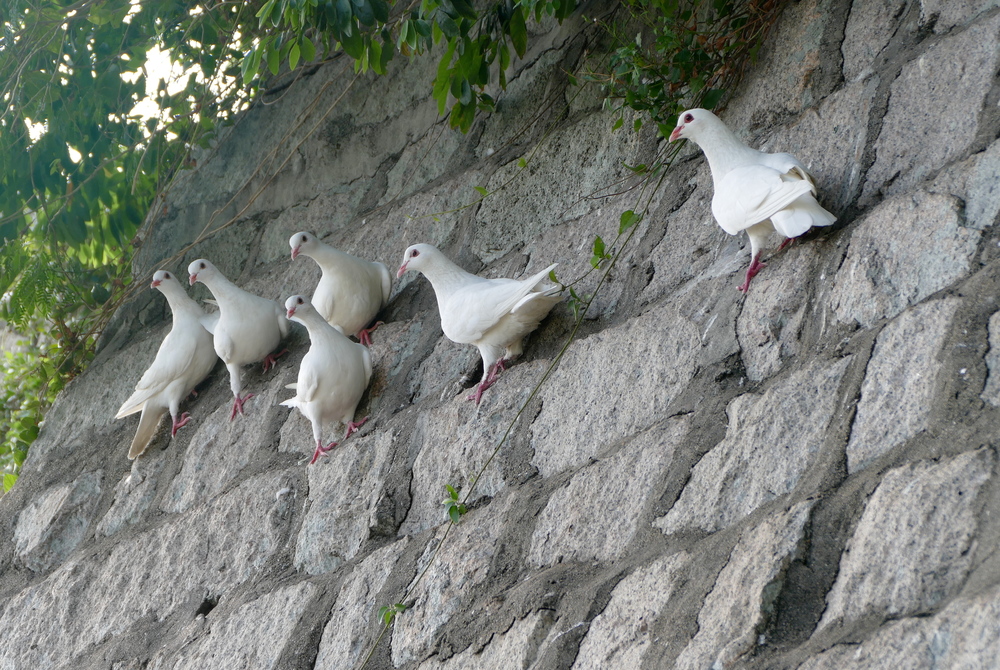 Six matching all white pigeons perching on the side of a steeply slanted stone wall