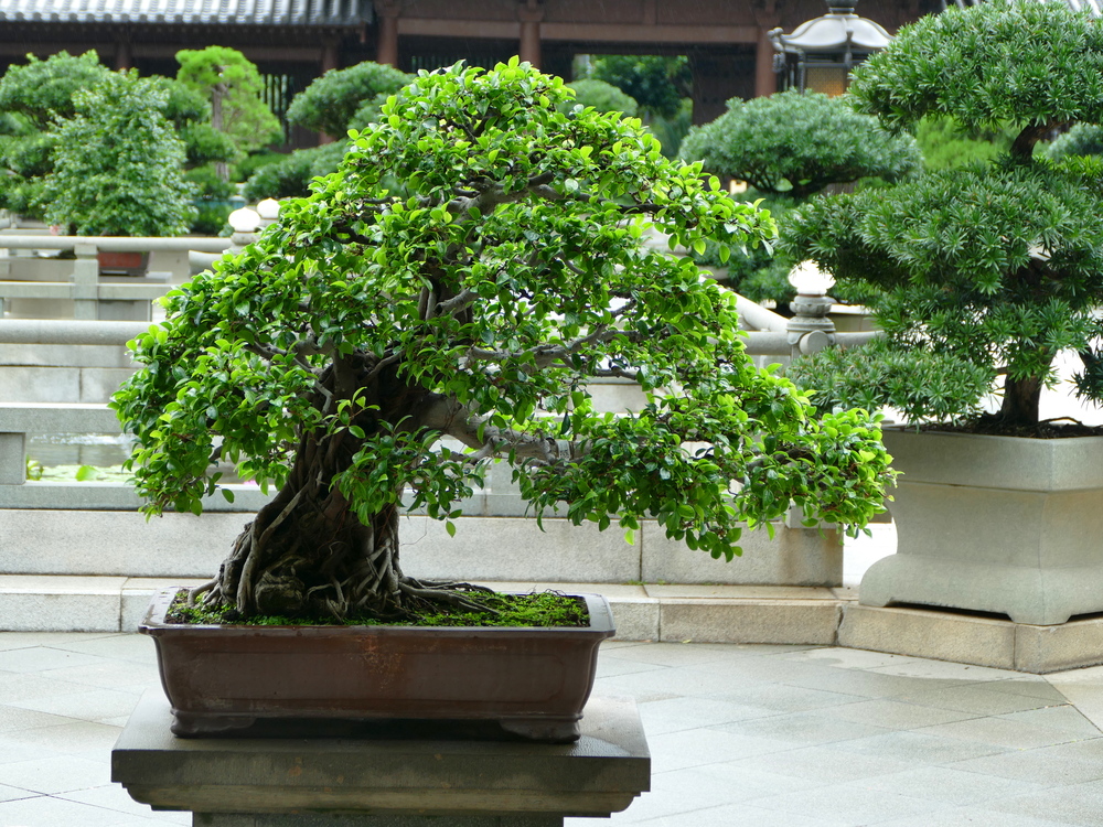 Ancient Bonsai in the Chi Lin courtyard
