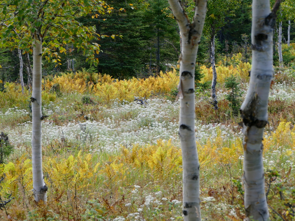 a yellow and white field seen through birch trees