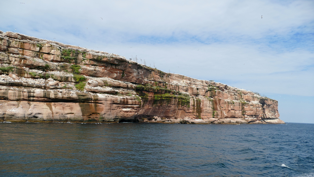 Large red cliff with white specks of birds all over it