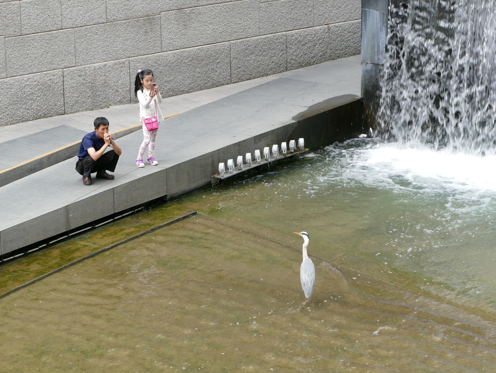 a man and a young child watch a heron in a concrete stream