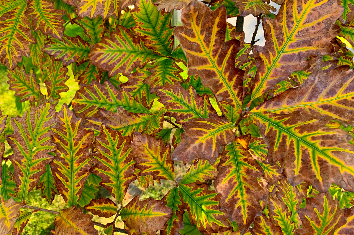 patterned oak leaves in fall