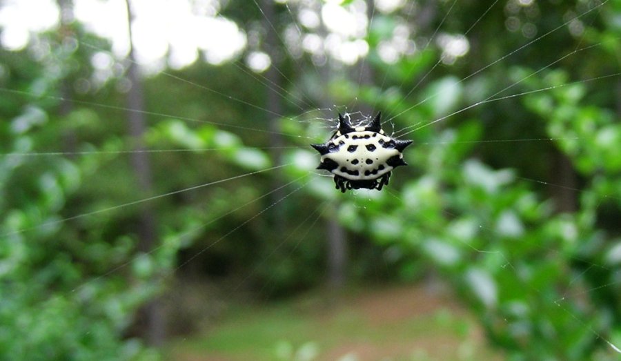 Spinybacked Orbweaver spider.