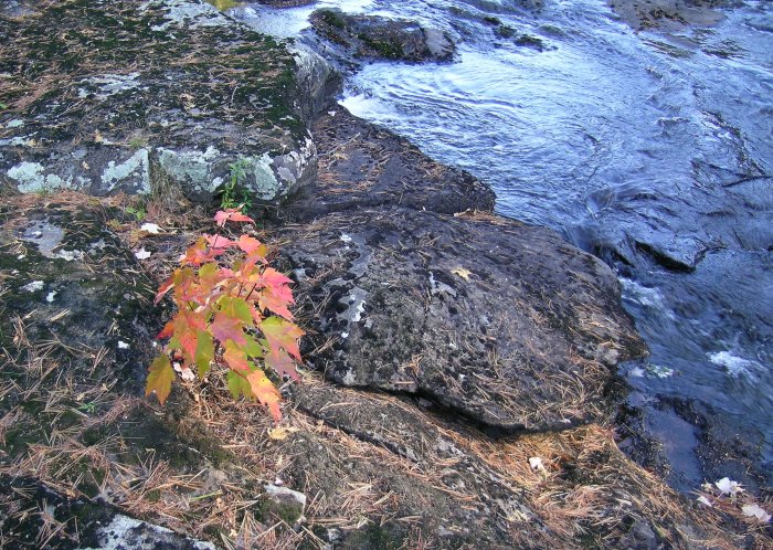 small fall-colour maple tree against rocks by a river.