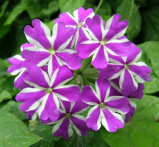Purple and white flowers on a green background of leaves.