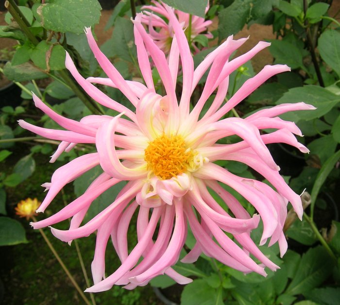 Pink flower, Doi Inthanon Park.
