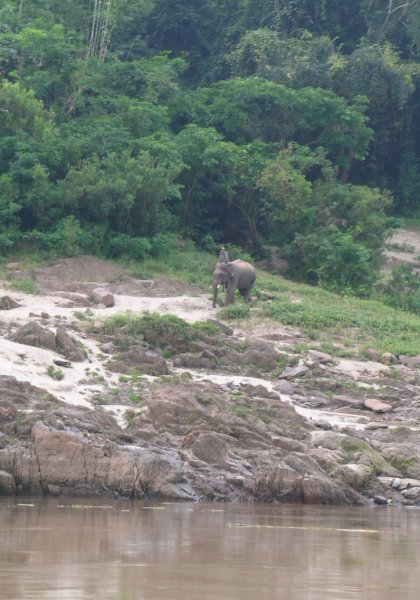 A man riding an elephant along the edge of the Mekong River.