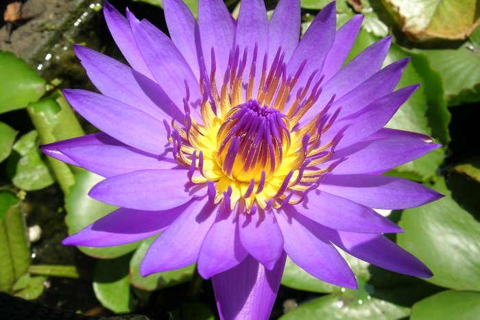 Purple and yellow lotus flower