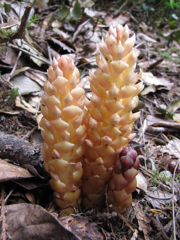 A Vancouver Groundcone, aka Boschniakia hookeri, looks like a bleached pine cone sticking out of the ground.