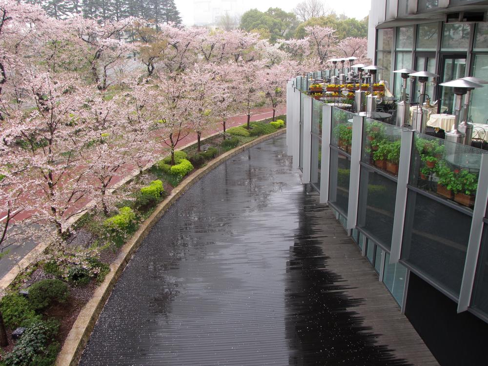 Cherry trees in bloom, rain-slicked pavement, and a restaurant balcony.